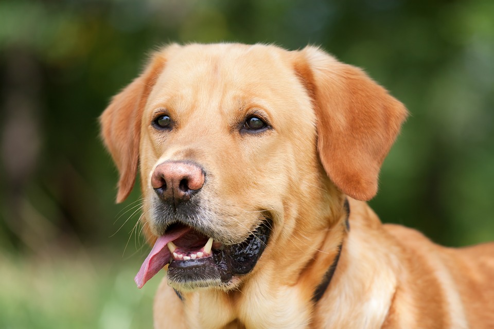 zlatý retriever