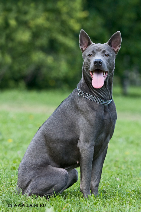 Stojící ridgeback