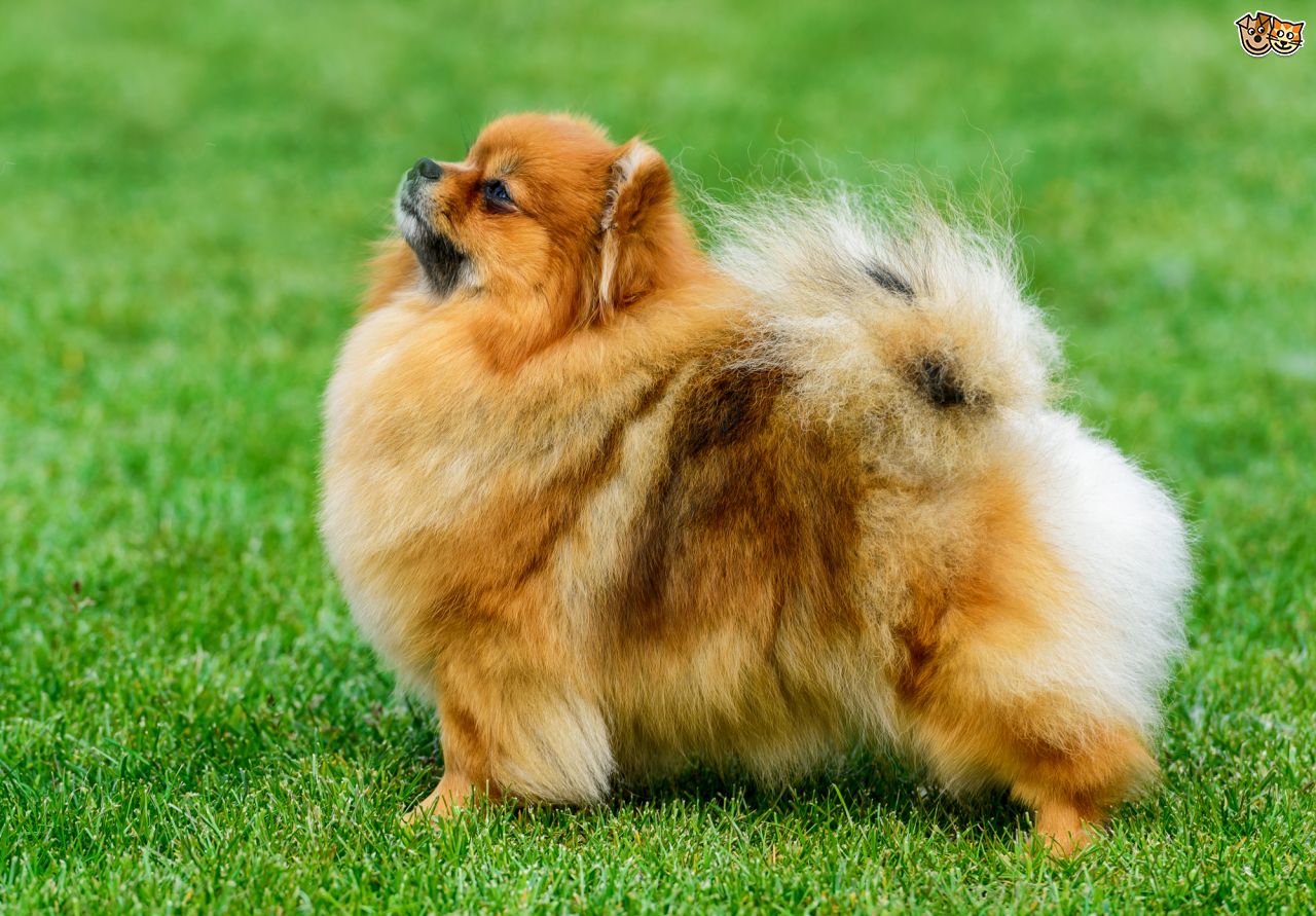 Dospělí pomeranian 