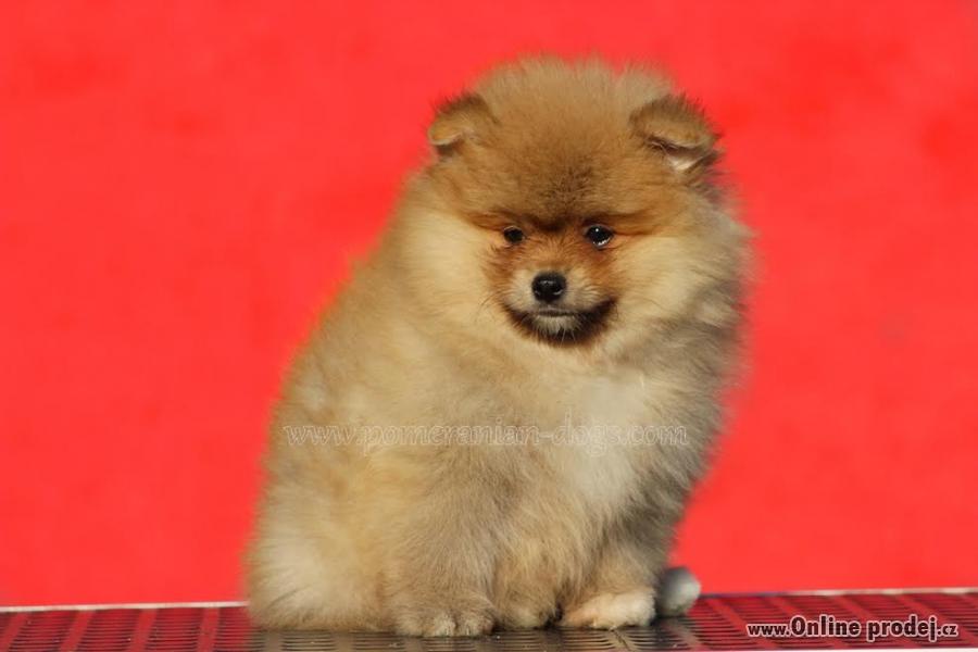 Starý pomeranian